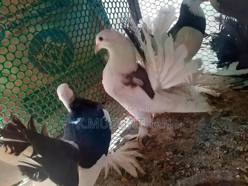 Pigeons