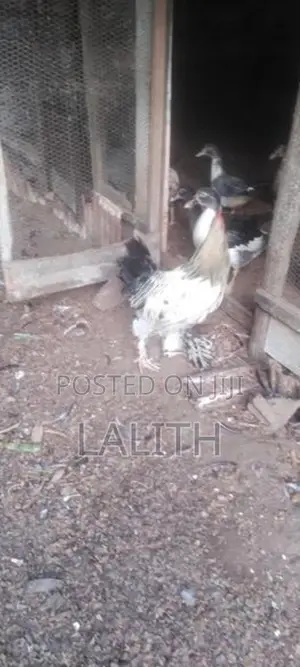 .බාමා කුකුළන් විකිණීමට ඇත