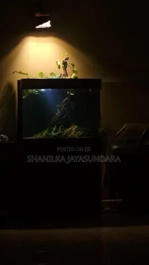 Curved Fish Tank with Cabinet