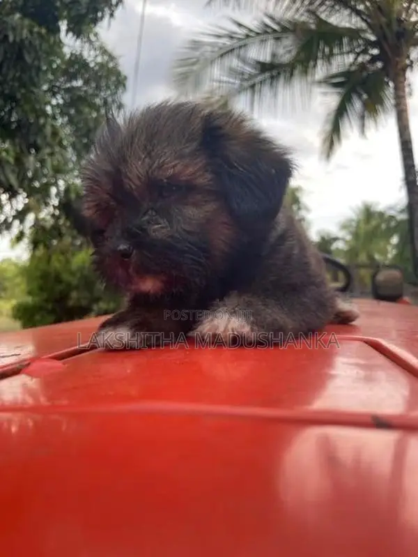 Shithzu Puppy