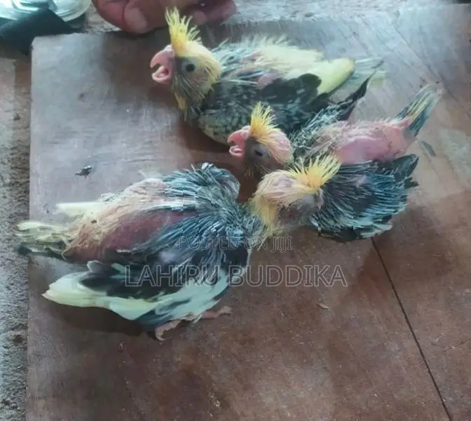 කොකටේල් පැටව් විකිණීමට.