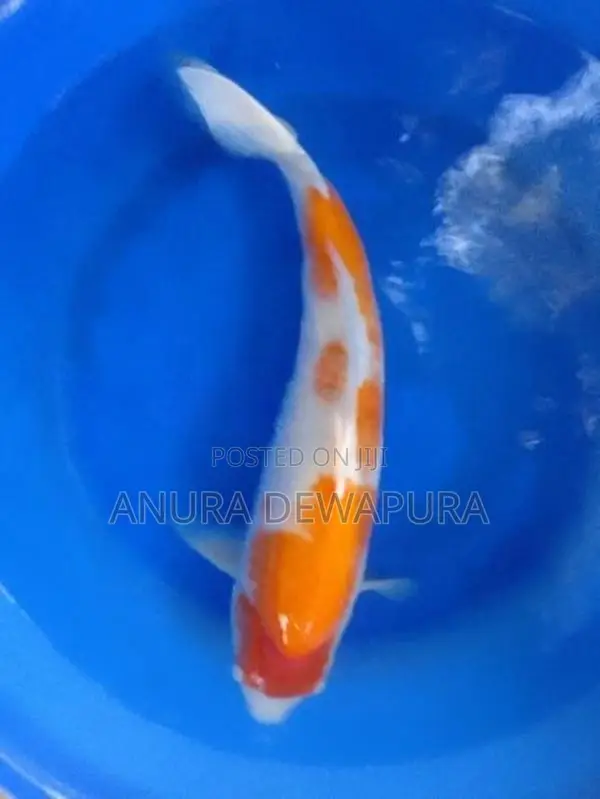 Japanese Koi Fish