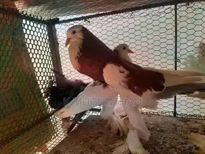 Pigeons