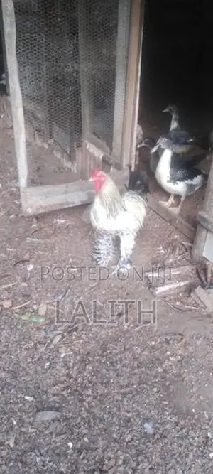 .බාමා කුකුළන් විකිණීමට ඇත
