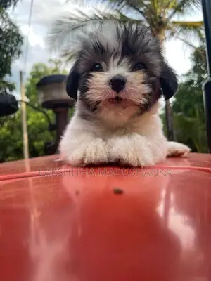 Shithzu Puppy