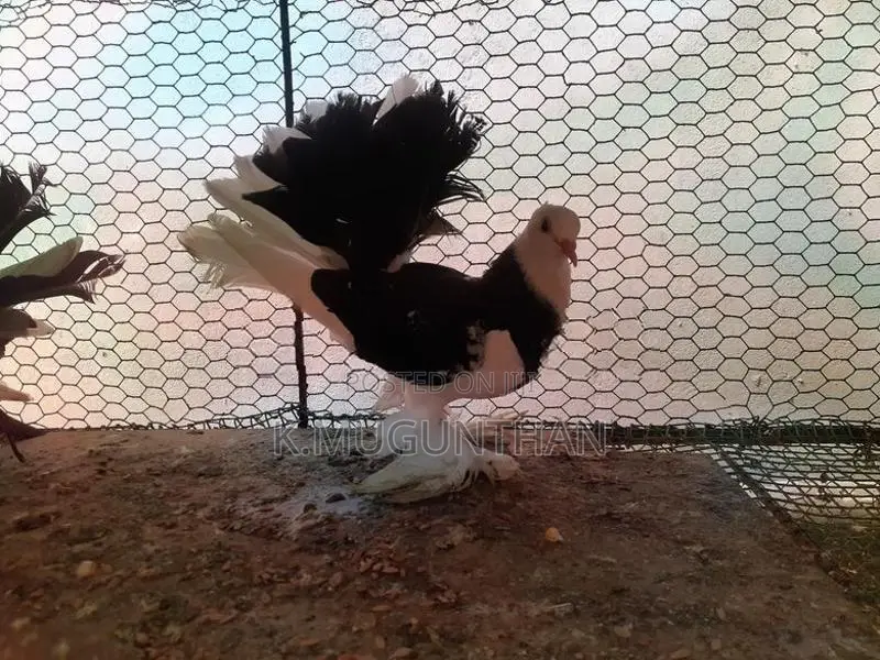 Pigeons