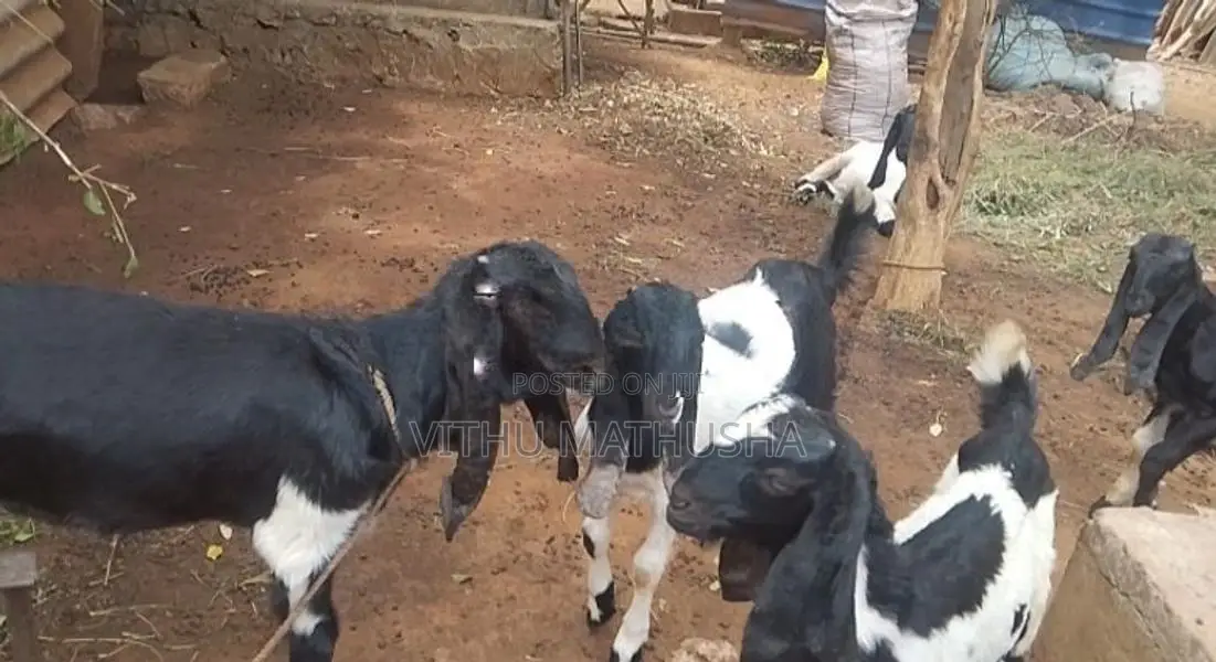 Jamnapari Goats