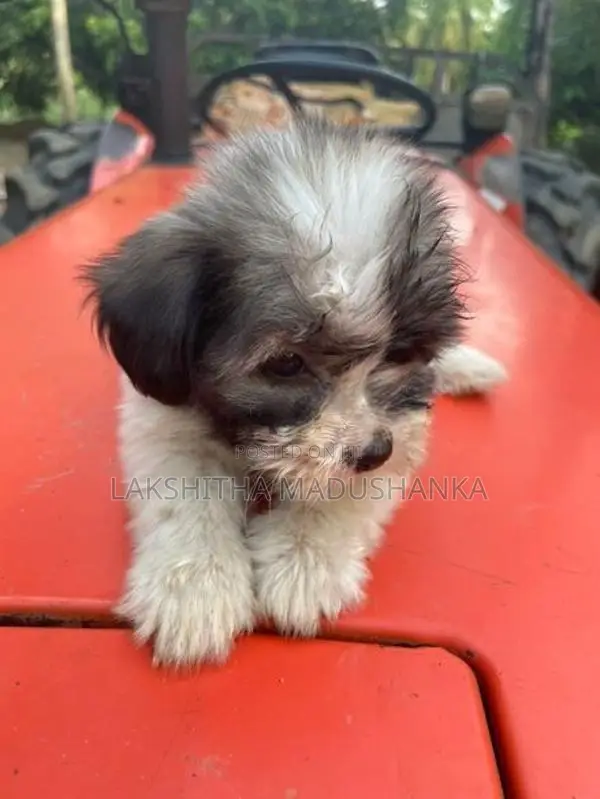 Shithzu Puppy