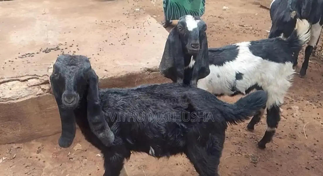 Jamnapari Goats