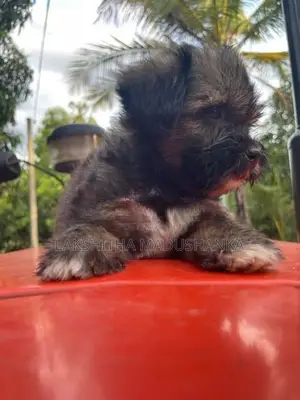 Shithzu Puppy