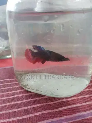 ledis Betta fish