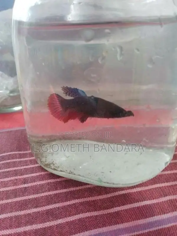 ledis Betta fish