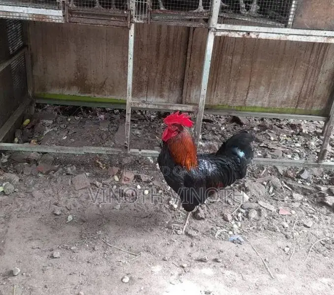 country roosters