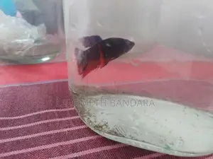ledis Betta fish