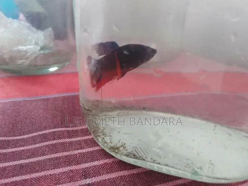 ledis Betta fish