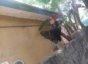 country roosters