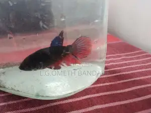 ledis Betta fish