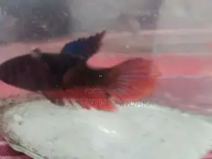 ledis Betta fish