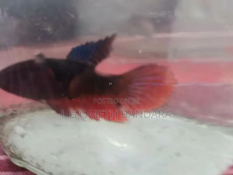 ledis Betta fish