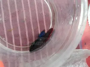 ledis Betta fish