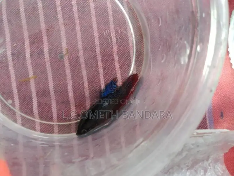 ledis Betta fish