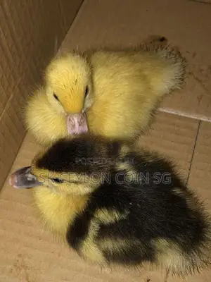 Ducklings