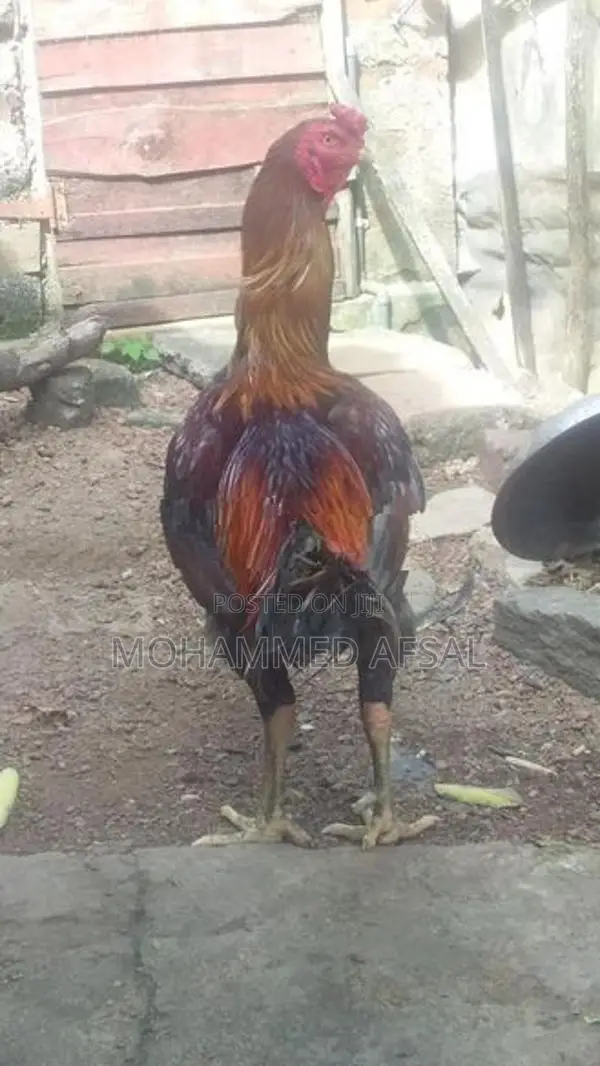 Farm Hen