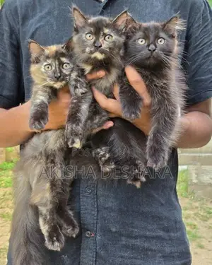 Persian kitten