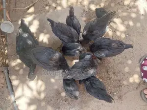 karunkoli
