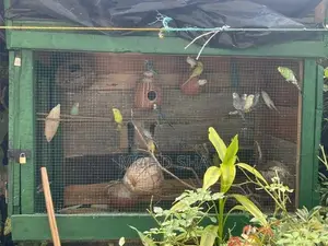 Love Birds