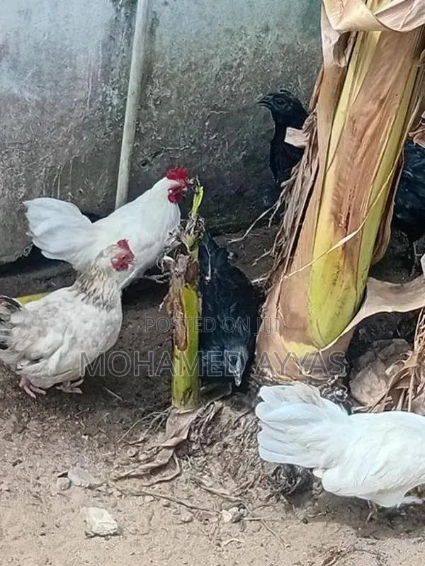 white bantam chicken