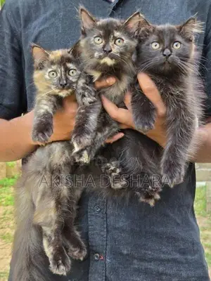 Persian Kittens