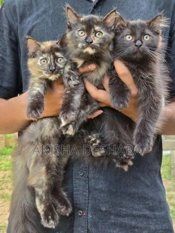 Persian Kittens