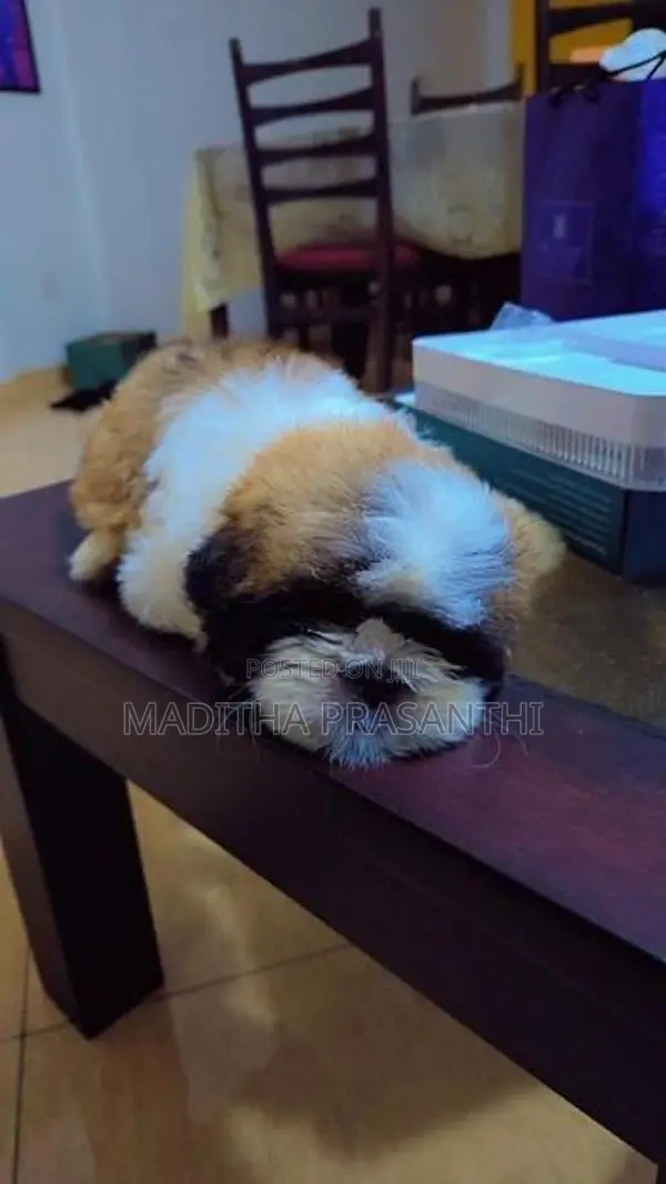 Shihtzu Puppy -Male