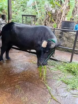 නිලිරවී මී හරකා