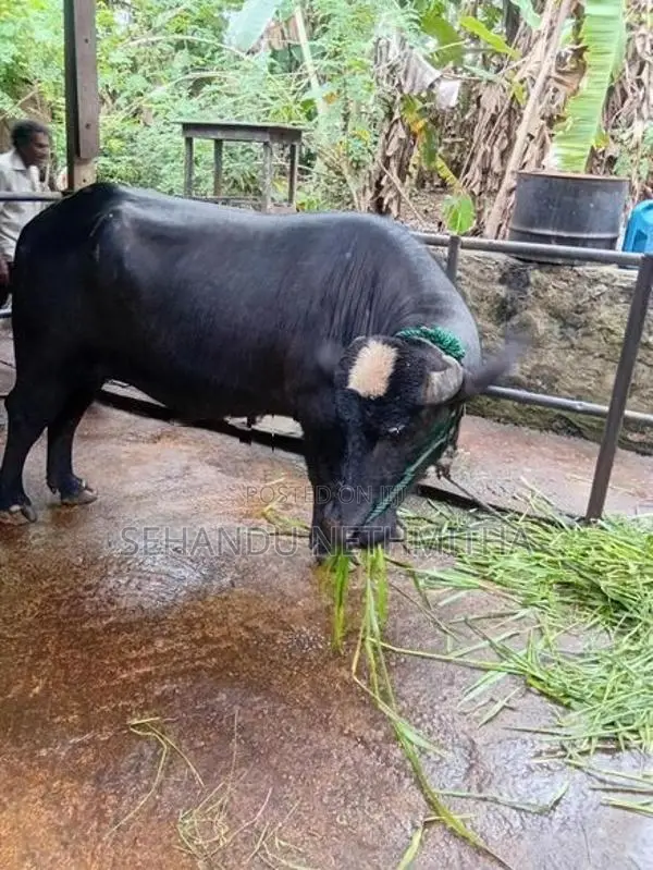 නිලිරවී මී හරකා