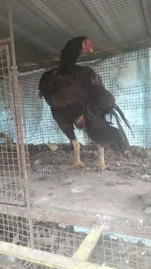 vellady hen