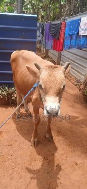 நாம்பன் மாடு