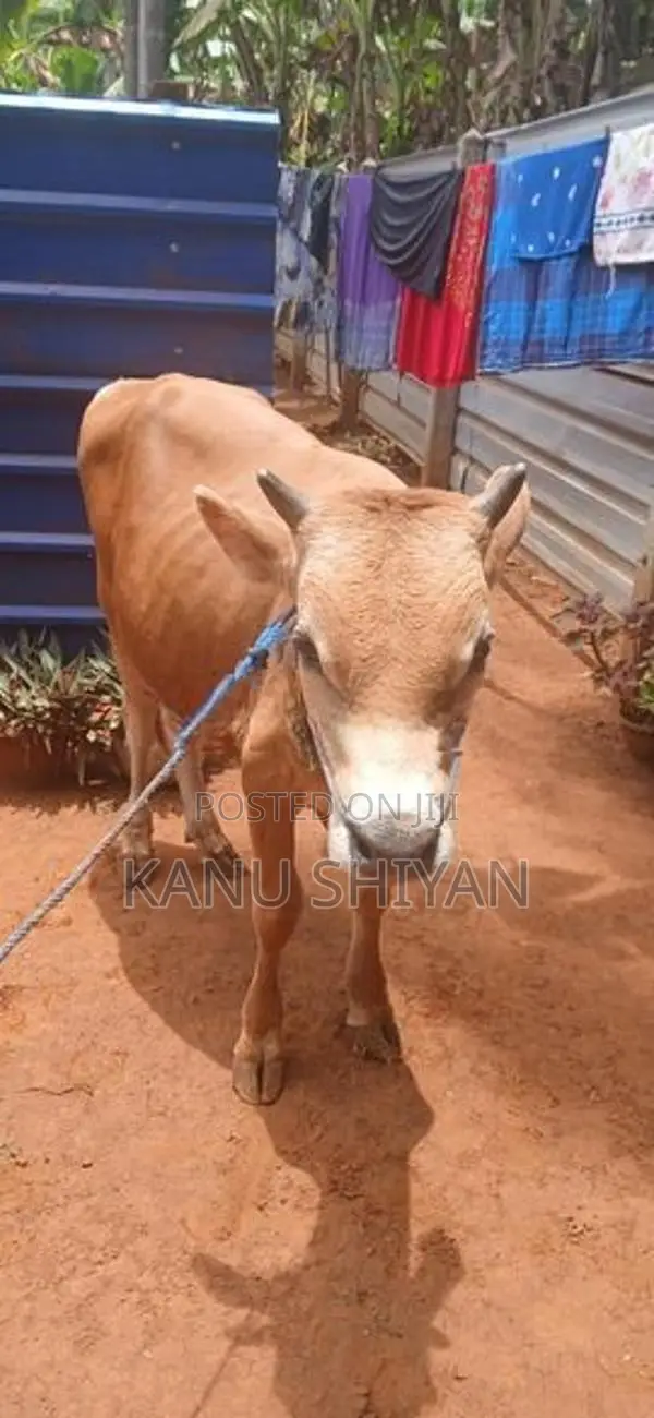 நாம்பன் மாடு