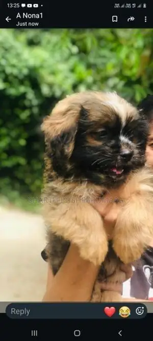 sithzu puppies