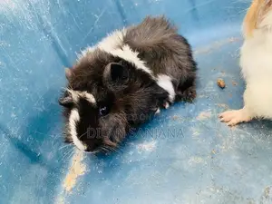 Guinea Pig