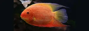 Red Spotted Severum