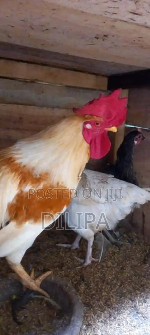 බිත්තර දමන ගම් කිකිලියෝ