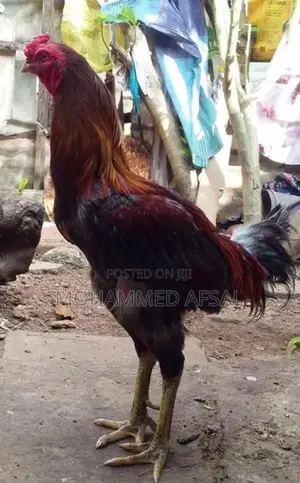 Farm Hen