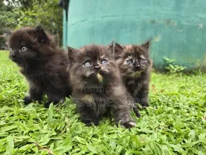 Persian kitten