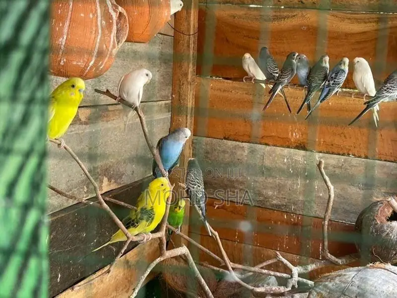 Love Birds