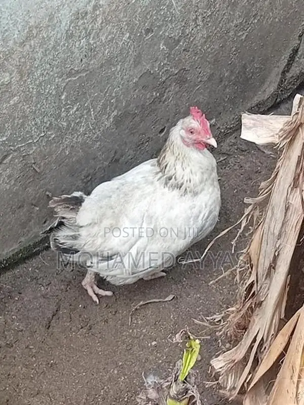 white bantam chicken