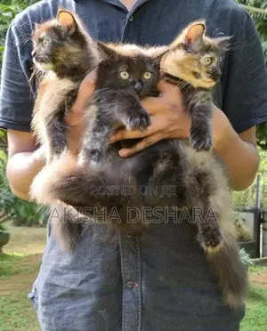 Persian Kittens
