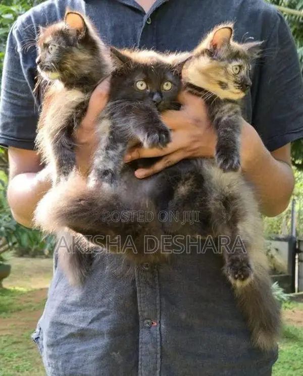 Persian Kittens