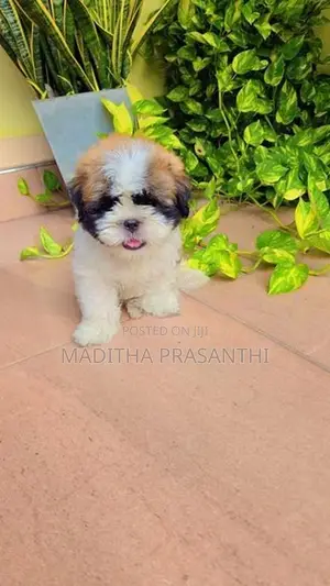 Shihtzu Puppy -Male